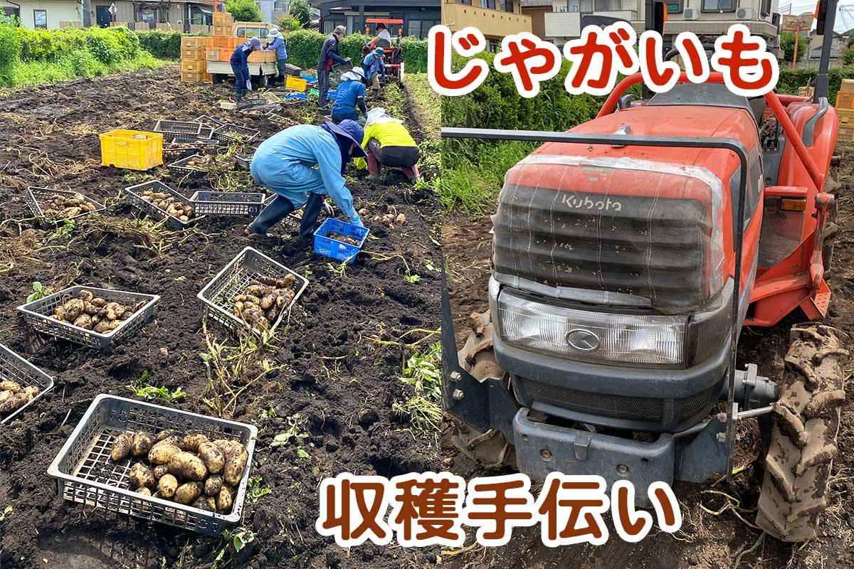じゃがいも収穫手伝い 2024