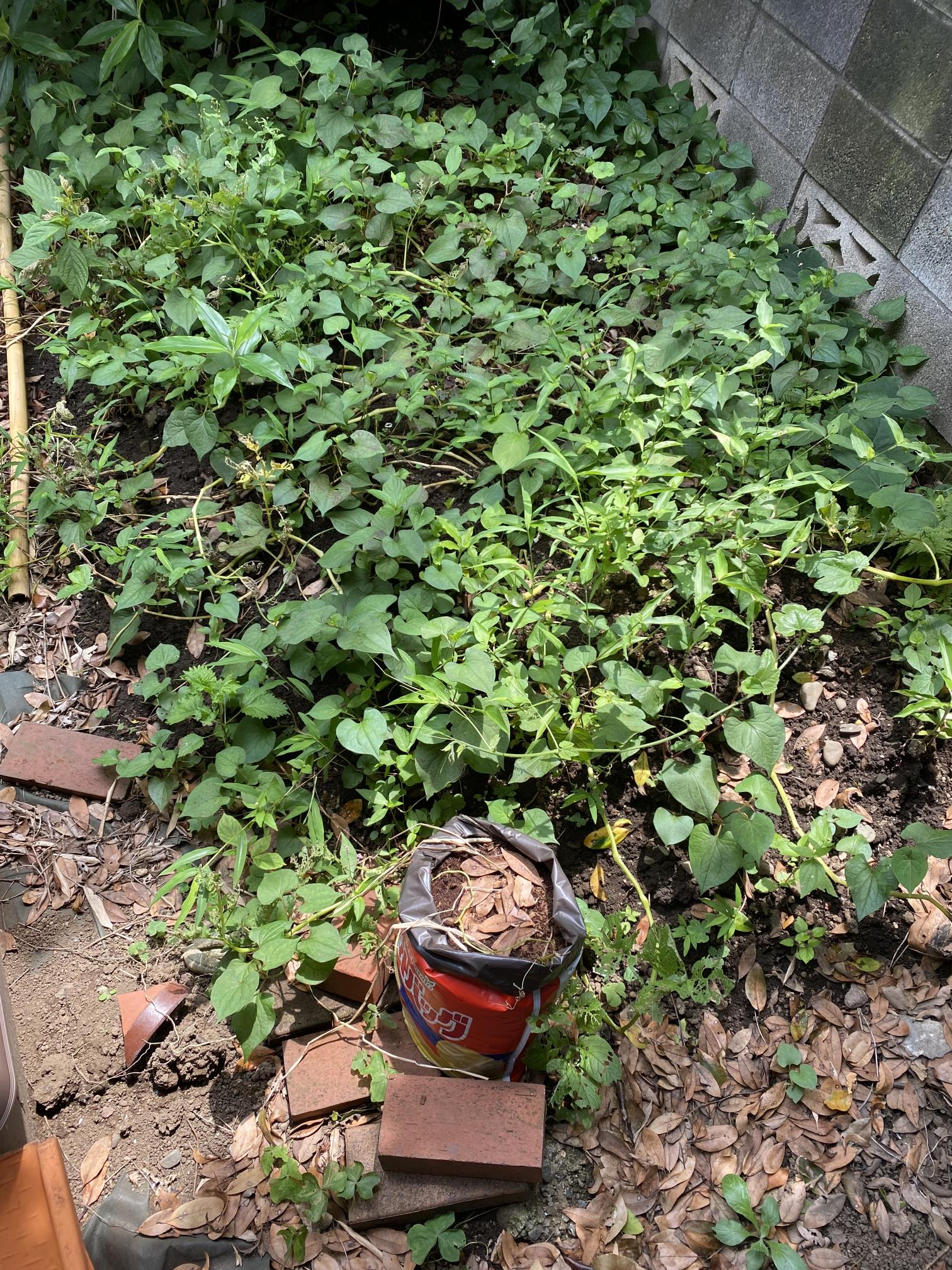 じゃがいもエリア、雑草も